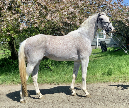 HorseID: 2110556 Rapscallion - PhotoID: 1075553