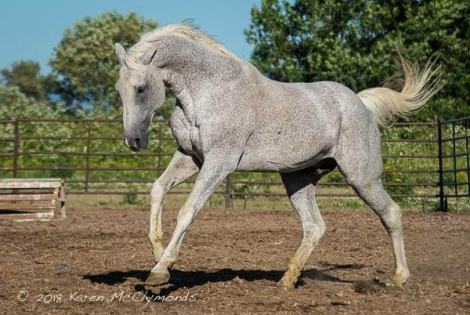 HorseID: 2110556 Rapscallion - PhotoID: 1075554