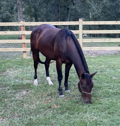HorseID: 2204599 Black Joe Hancock - PhotoID: 1076183