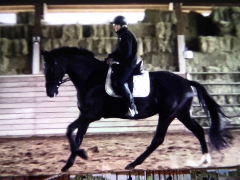 HorseID: 2226595 CF Odelia - PhotoID: 983936