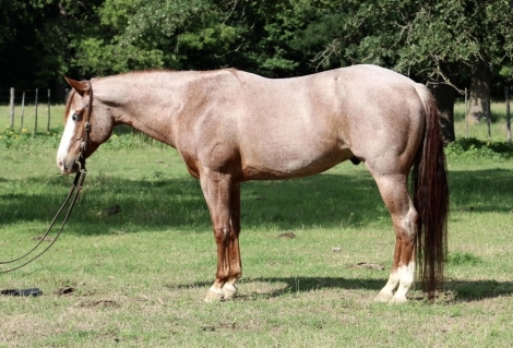 HorseID: 2235204 LUCKY ROYAL PEPTO - PhotoID: 1014000