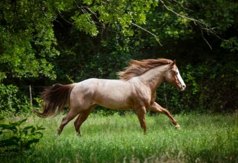 HorseID: 2235204 LUCKY ROYAL PEPTO - PhotoID: 1014001