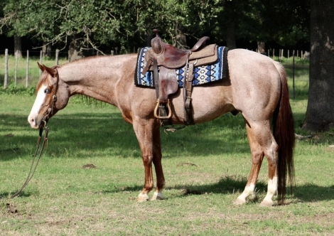 HorseID: 2235204 LUCKY ROYAL PEPTO - PhotoID: 1014002