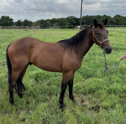 HorseID: 2245706 HESA BLACK HANDCOCK - PhotoID: 1076292