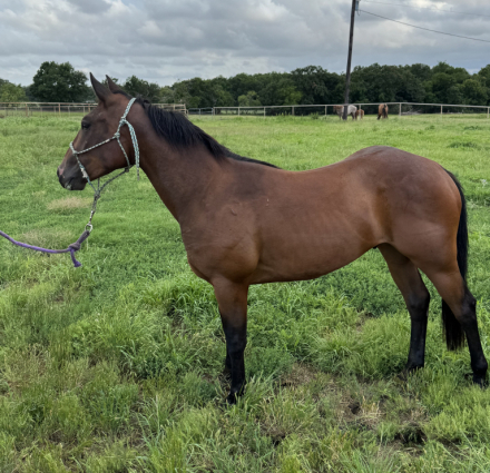 HorseID: 2245706 HESA BLACK HANDCOCK - PhotoID: 1076293