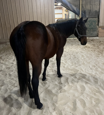 HorseID: 2245706 HESA BLACK HANDCOCK - PhotoID: 1076294