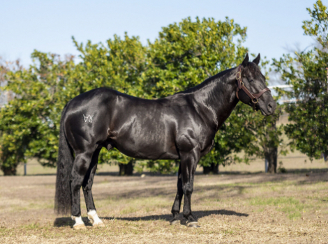 HorseID: 2245706 HESA BLACK HANDCOCK - PhotoID: 1076295