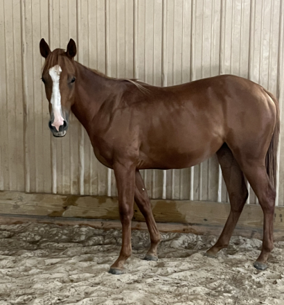 HorseID: 2245737 Miss Dualrey Olena - PhotoID: 1076288