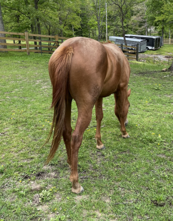 HorseID: 2245737 Miss Dualrey Olena - PhotoID: 1076289