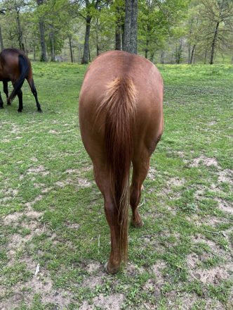 HorseID: 2245737 Miss Dualrey Olena - PhotoID: 1076290