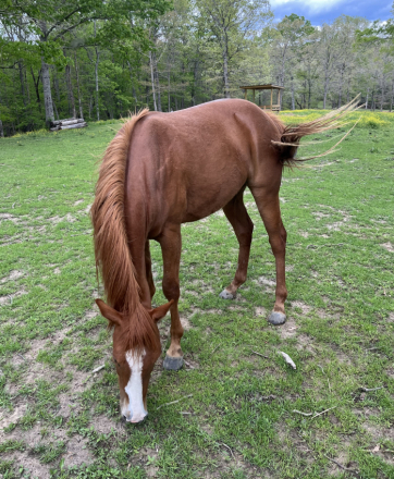 HorseID: 2245737 Miss Dualrey Olena - PhotoID: 1076291