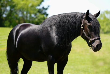 HorseID: 2246616 RR OKIE SPARKLIN ACE - PhotoID: 1036979