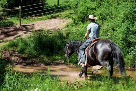 HorseID: 2246616 RR OKIE SPARKLIN ACE - PhotoID: 1081216