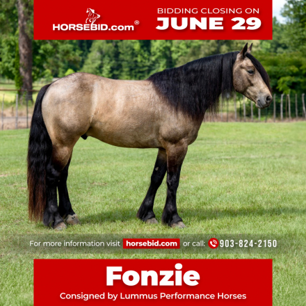 HorseID: 2246724 Fonzie - PhotoID: 1028750