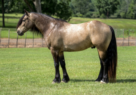HorseID: 2246724 Fonzie - PhotoID: 1028751