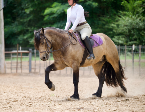 HorseID: 2246724 Fonzie - PhotoID: 1028752