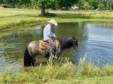 HorseID: 2246724 Fonzie - PhotoID: 1095031