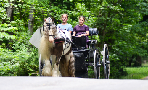 HorseID: 2246726 4C Foxs Shady Larrett - PhotoID: 1076466