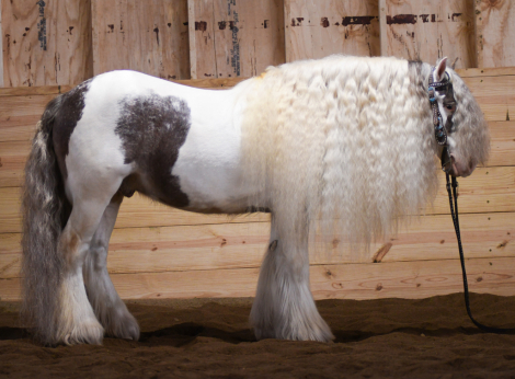 HorseID: 2246726 4C Foxs Shady Larrett - PhotoID: 1045894