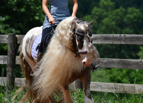 HorseID: 2246726 4C Foxs Shady Larrett - PhotoID: 1045895