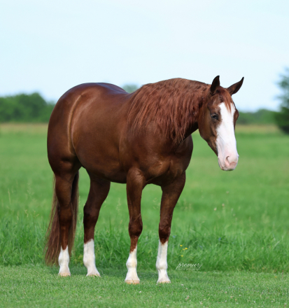 HorseID: 2246739 Venezuela - PhotoID: 1045905