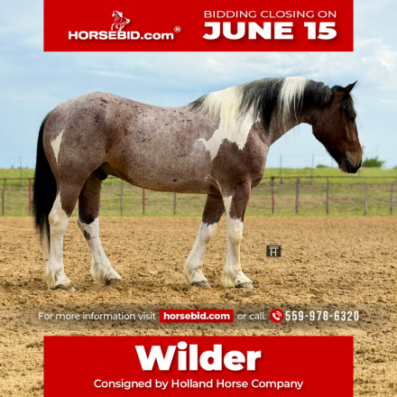 HorseID: 2247444 Wilder - PhotoID: 1042253