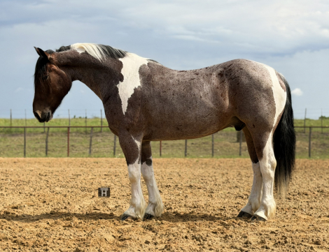 HorseID: 2247444 Wilder - PhotoID: 1045868