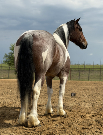 HorseID: 2247444 Wilder - PhotoID: 1045869