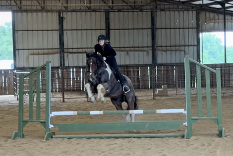 HorseID: 2247444 Wilder - PhotoID: 1045870