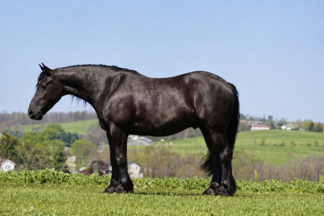 HorseID: 2247445 Amigo Acres Laddy - PhotoID: 1045871