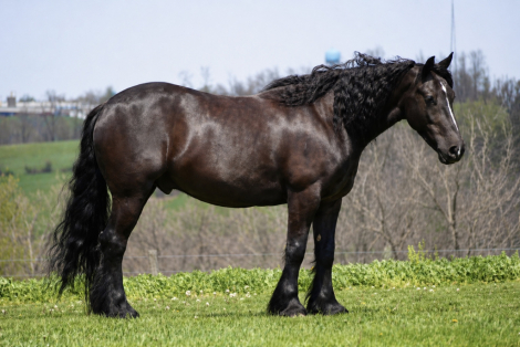 HorseID: 2247445 Amigo Acres Laddy - PhotoID: 1068830