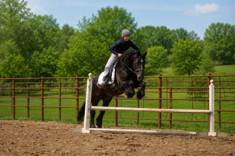HorseID: 2247445 Amigo Acres Laddy - PhotoID: 1068831