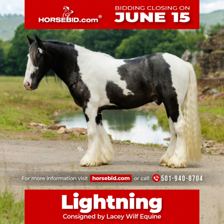 HorseID: 2247446 Flynt Hylls Gypsy Lightning Mcqueen - PhotoID: 1042233
