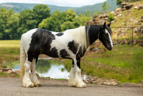 HorseID: 2247446 Flynt Hylls Gypsy Lightning Mcqueen - PhotoID: 1042234