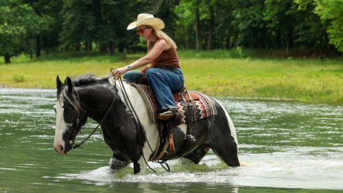 HorseID: 2247446 Flynt Hylls Gypsy Lightning Mcqueen - PhotoID: 1042236