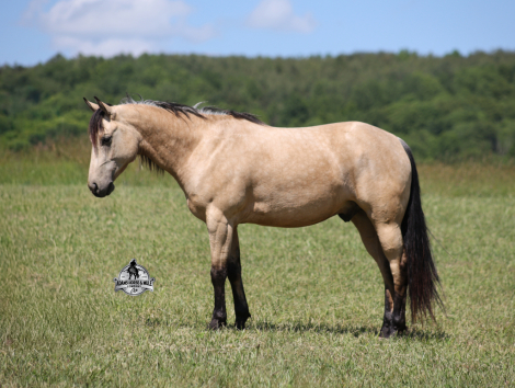HorseID: 2247450 JOE D COMMANDER - PhotoID: 1033507