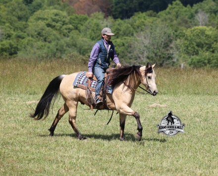 HorseID: 2247450 JOE D COMMANDER - PhotoID: 1033509