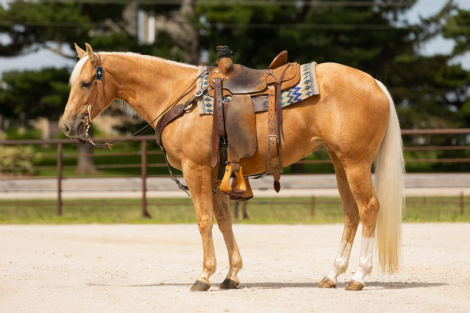 HorseID: 2247451 Dumpling - PhotoID: 1045924