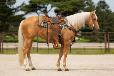 HorseID: 2247451 Dumpling - PhotoID: 1045925