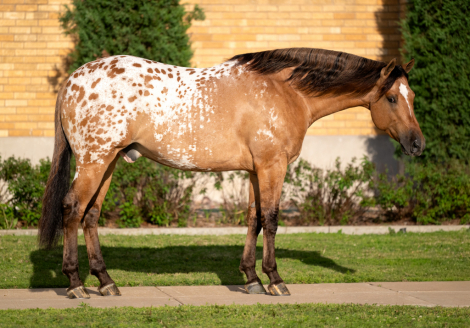 HorseID: 2247452 Beaumont - PhotoID: 1028001
