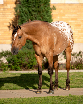 HorseID: 2247452 Beaumont - PhotoID: 1028002