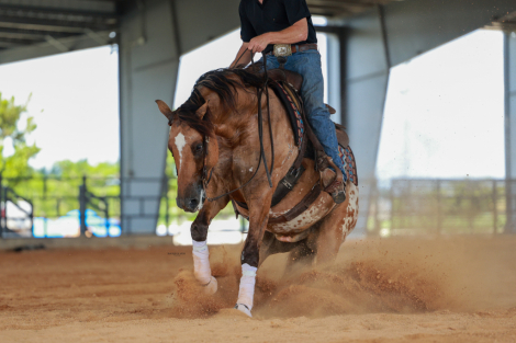 HorseID: 2247452 Beaumont - PhotoID: 1050212