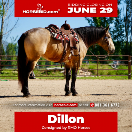 HorseID: 2247454 Dillon - PhotoID: 1036990