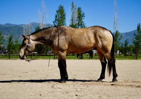 HorseID: 2247454 Dillon - PhotoID: 1089904