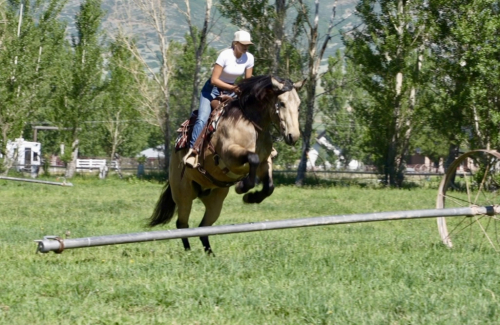HorseID: 2247454 Dillon - PhotoID: 1089906
