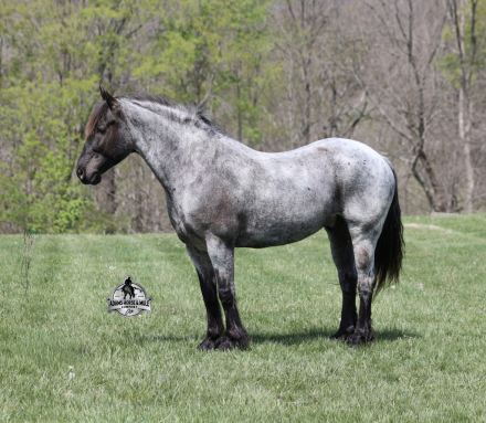 HorseID: 2247455 Frost - PhotoID: 1045890