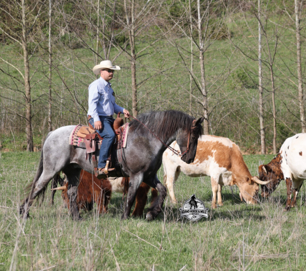 HorseID: 2247455 Frost - PhotoID: 1045891