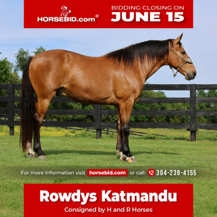 HorseID: 2247456 Rowdys Katmandu - PhotoID: 1042249