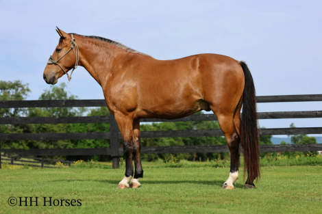HorseID: 2247456 Rowdys Katmandu - PhotoID: 1045880