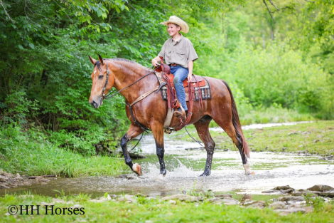 HorseID: 2247456 Rowdys Katmandu - PhotoID: 1045881